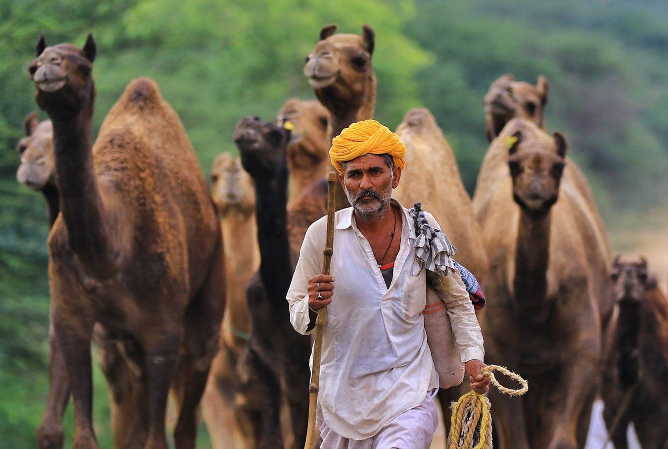 Fotos: Comerciantes de camellos durante la Feria Pushkar 2019