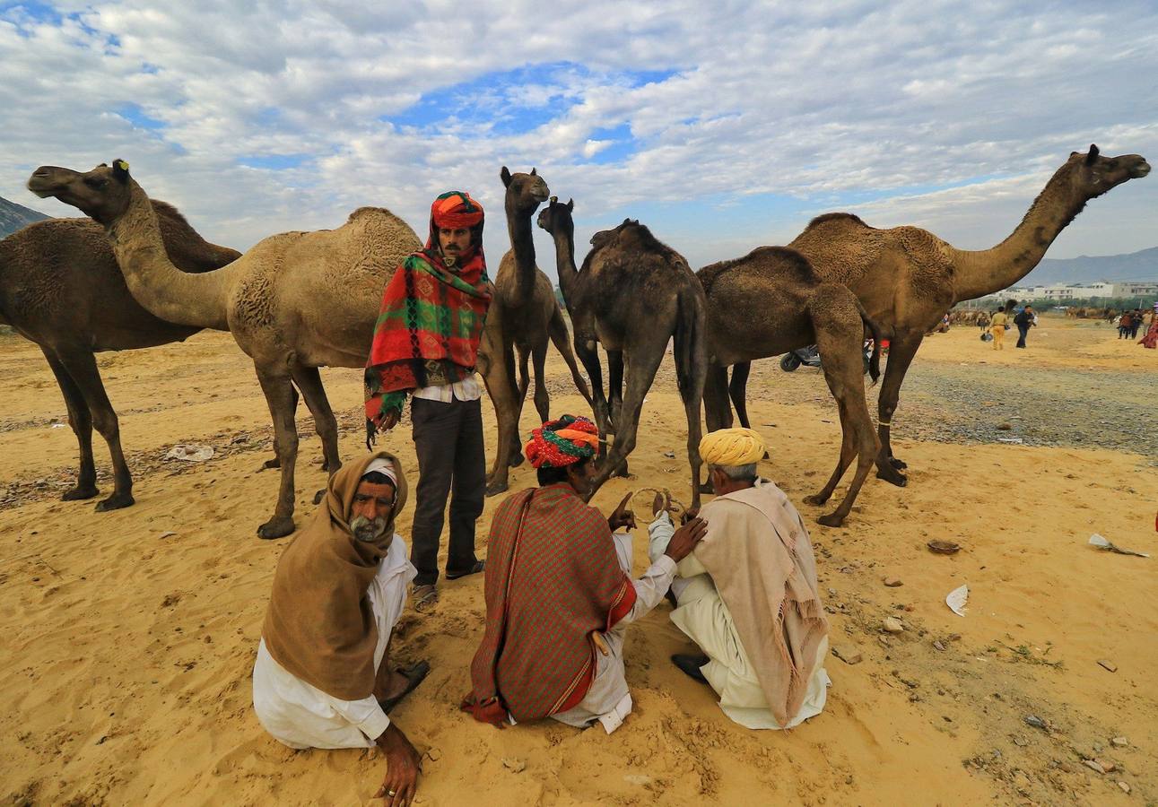 Fotos: Comerciantes de camellos durante la Feria Pushkar 2019