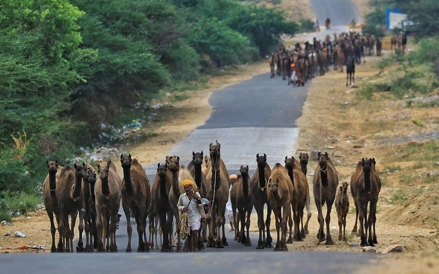 Fotos: Comerciantes de camellos durante la Feria Pushkar 2019