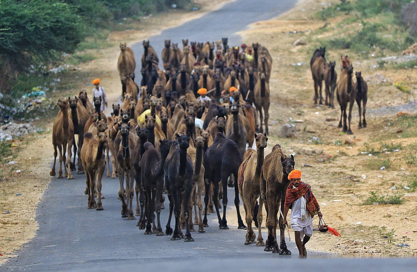 Fotos: Comerciantes de camellos durante la Feria Pushkar 2019