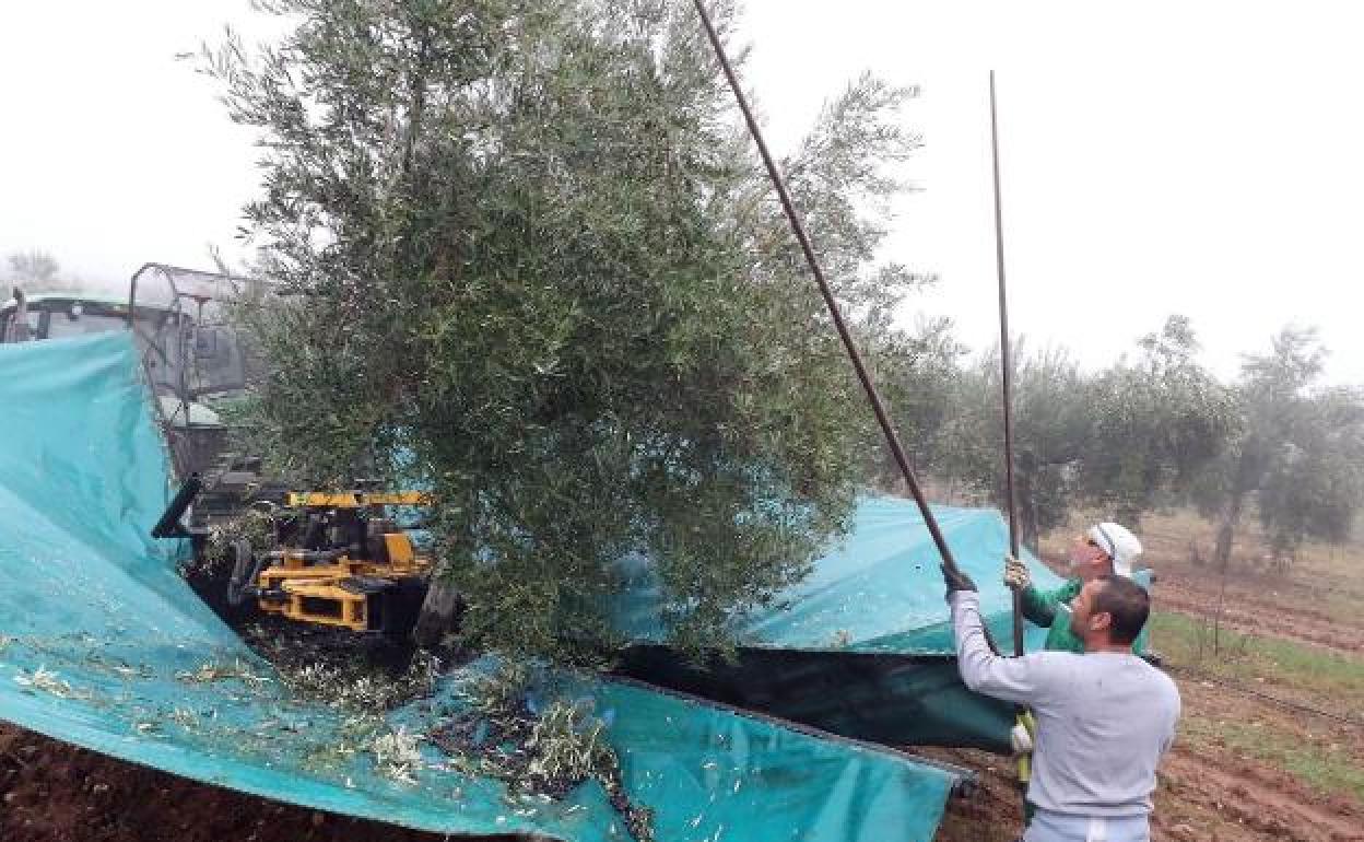 La Junta aprueba la obra para llevar el regadío a Monterrubio de la Serena