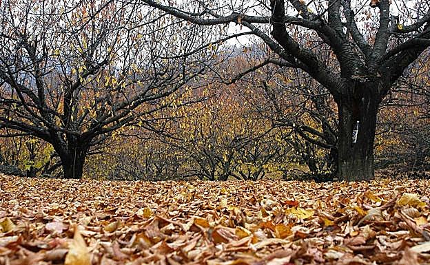 Paisaje de otoño en parajes del Valle de Ambroz