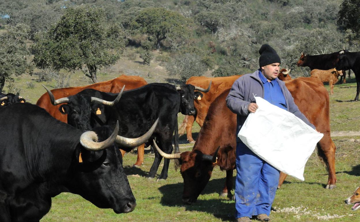 El encargado de una finca alimenta con pienso a vacas en una finca próxima a Mérida. :: BRÍGIDO