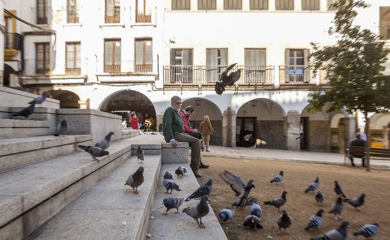 El Ayuntamiento y los veterinarios buscan remedios contra las palomas en el casco antiguo
