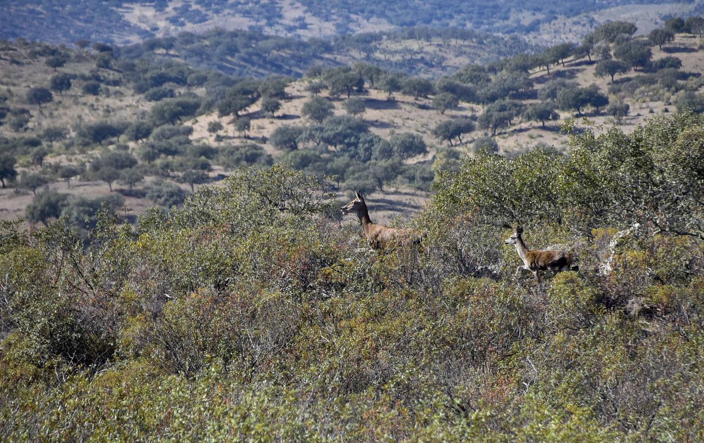 Fotos: Montería social, caza para todos los bolsillos