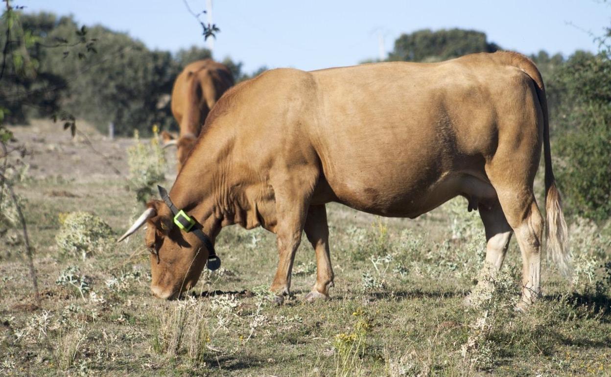 Satélites y WiFi para vigilar vacas y mejorar tus ensaladas