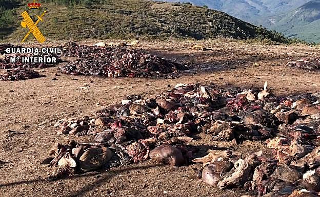 Restos animales arrojados de forma incontrolada:: HOY