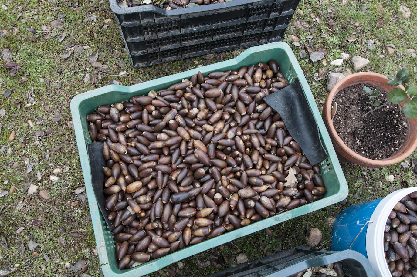 El lugar elegido en Badajoz para reforestar fue la parte alta del parque que perdió siete hectáreas en el incendio de 2017