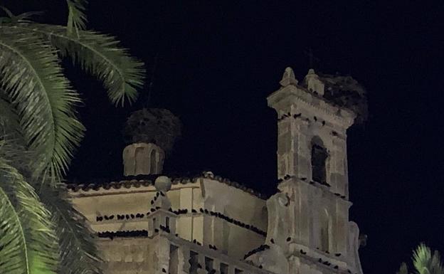 Cientos de estorninos posados en la parroquia de Fuente de Cantos. :: 