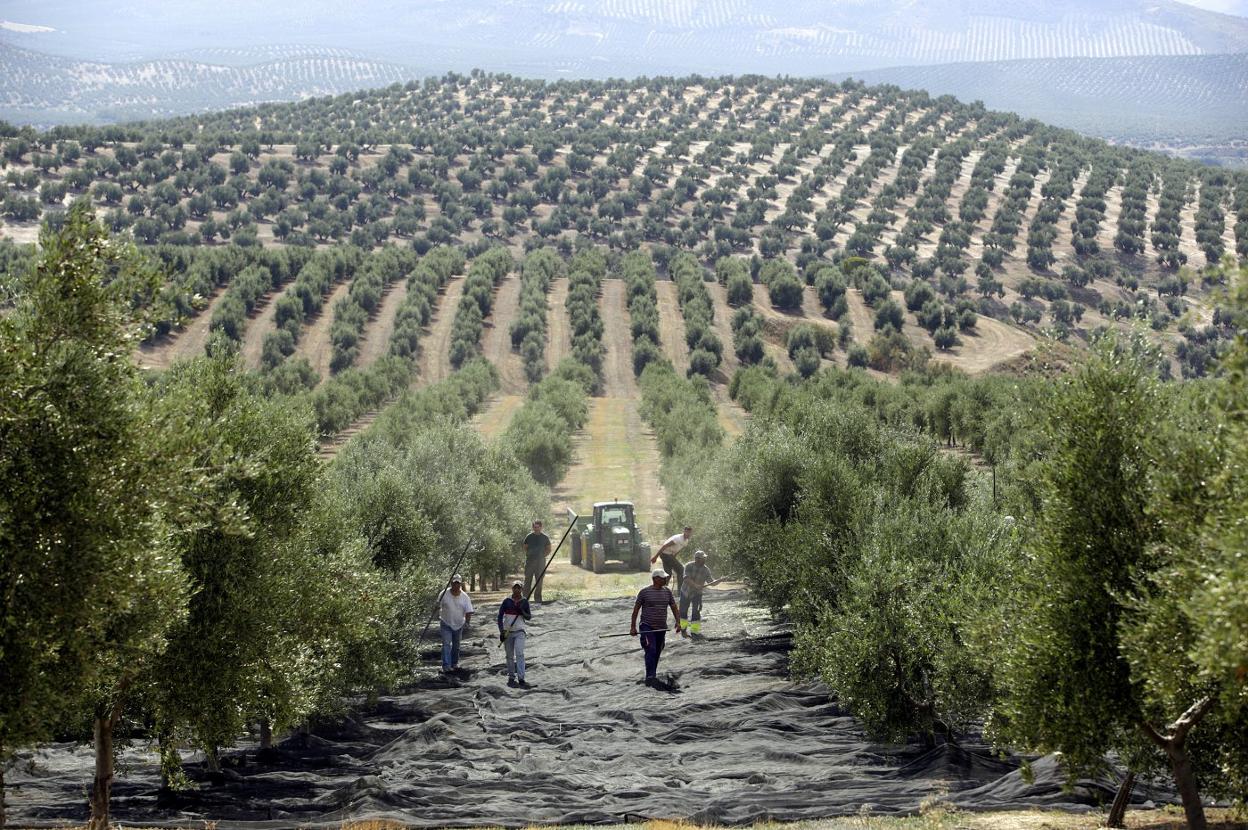 Agricultores trabajan en un olivar. :: hoy