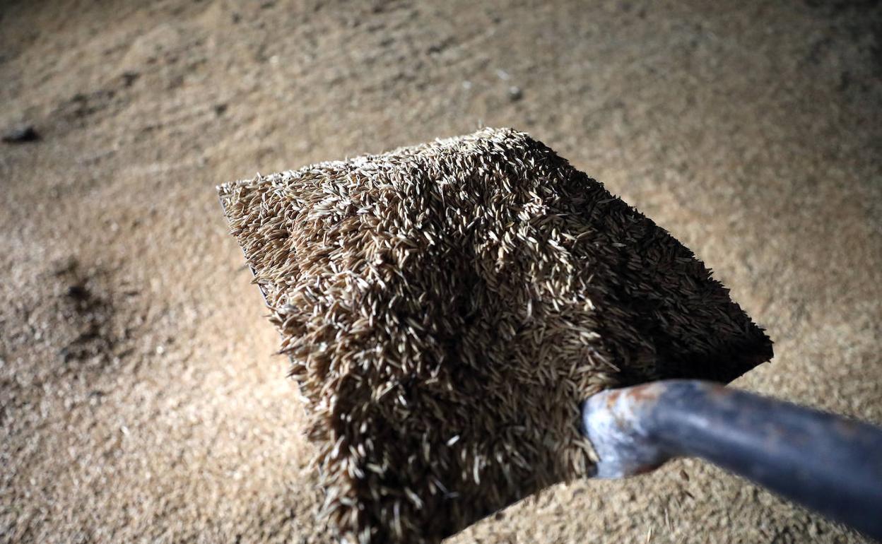 De los guisantes a los girasoles para rotar