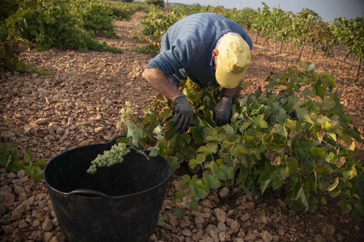 Un trabajador en la campaña agrícola de la vendimia. :: hoy