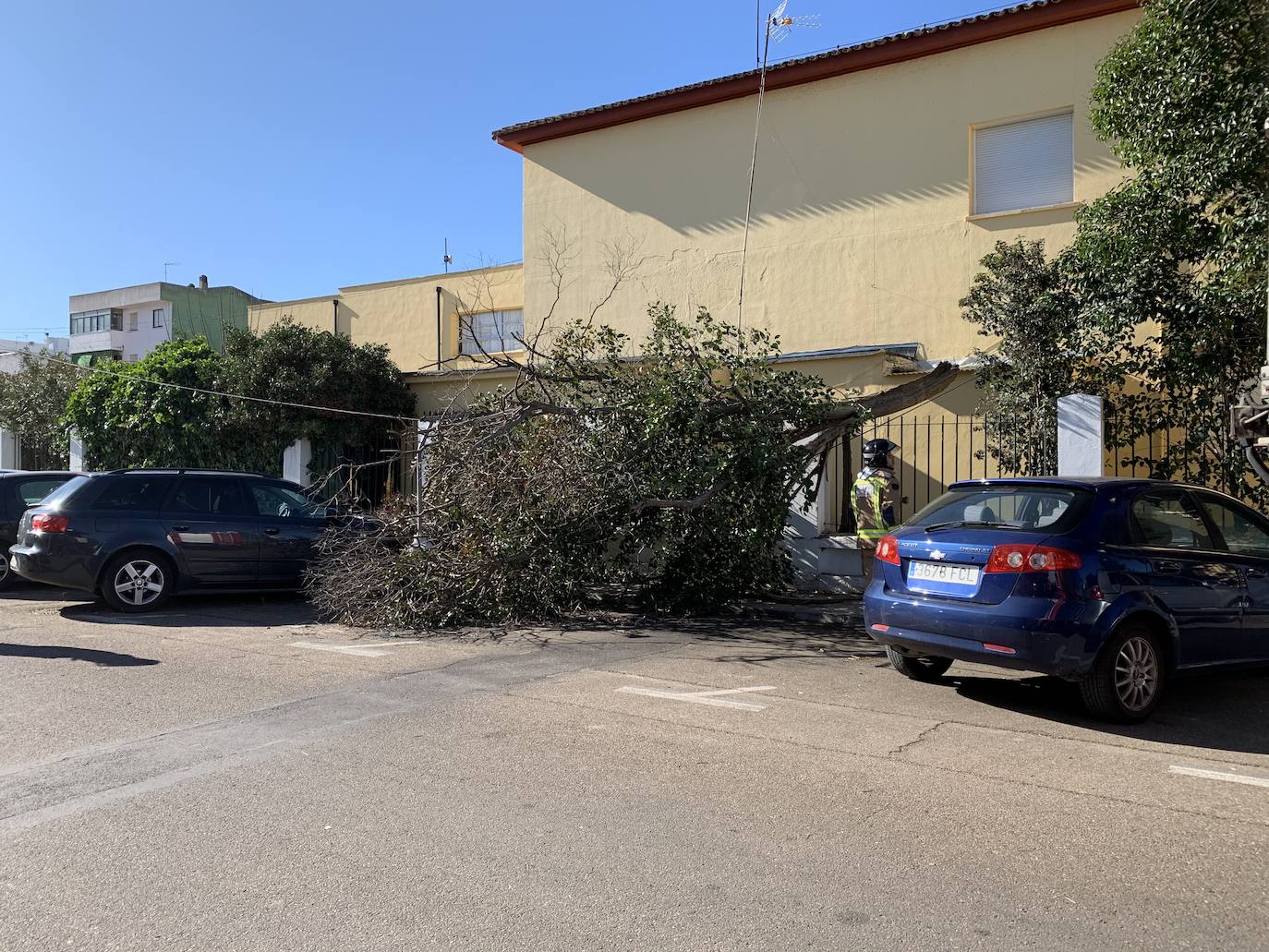 Un árbol se vino abajo en el colegio Nuestra Señora de la Soledad en Badajoz.
