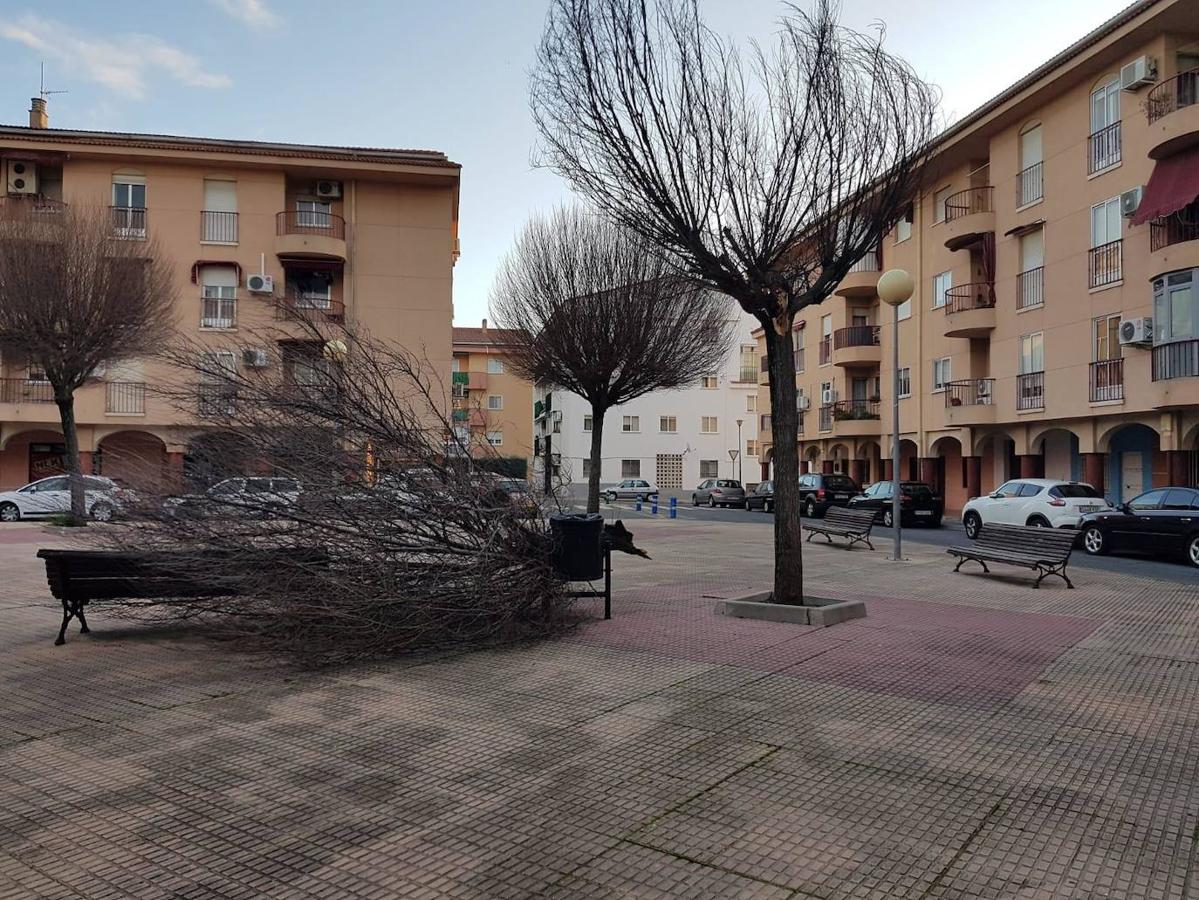Destrozos por el temporal en Plasencia.