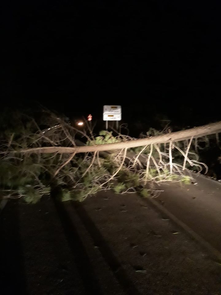 Carretera cortada por un árbol entre La Codosera y El Marco.