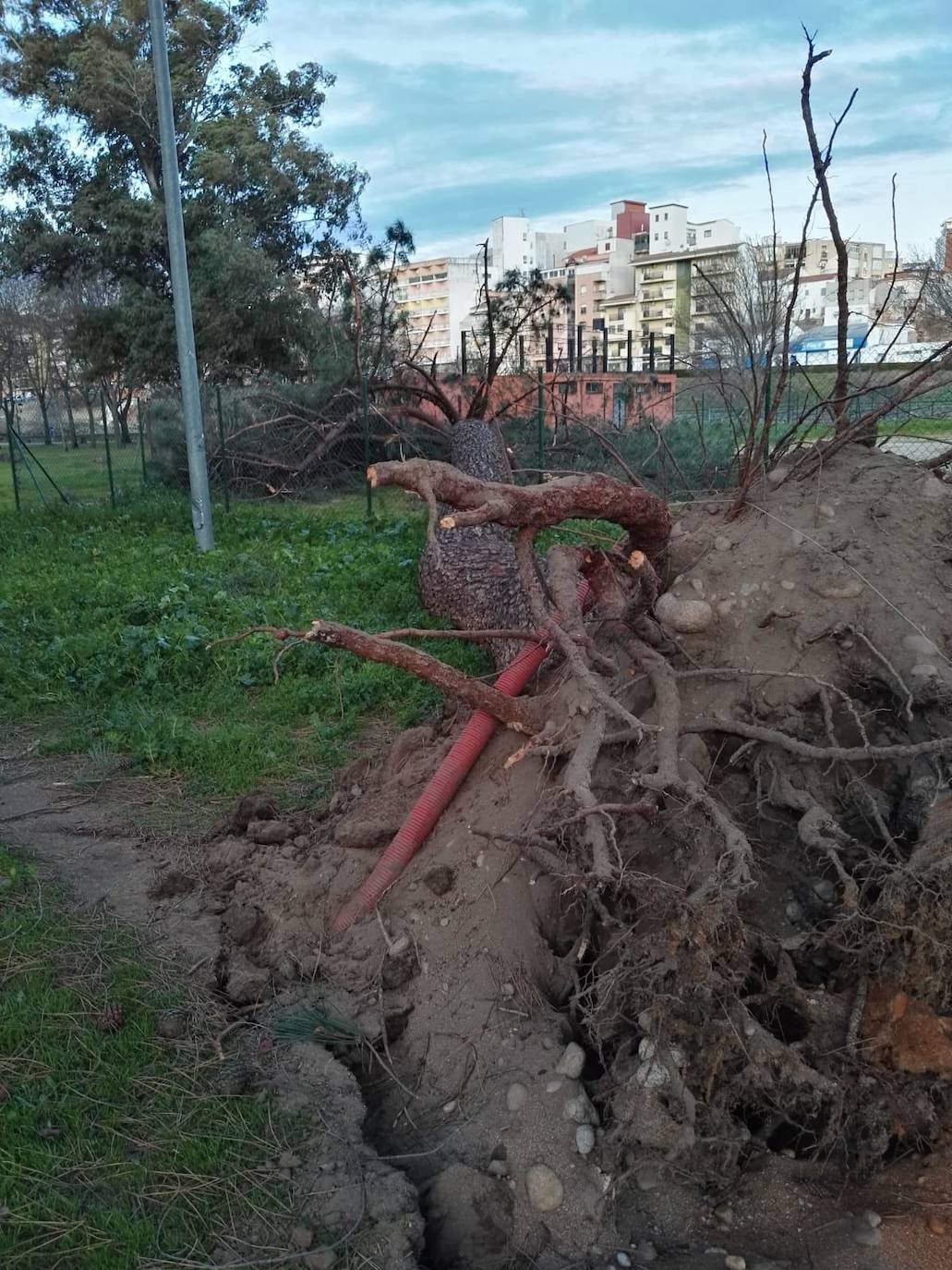 Destrozos por el temporal en Plasencia.