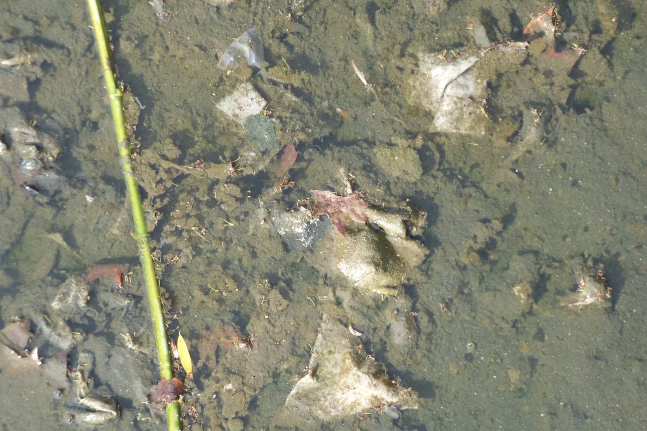 Plásticos, latas y desperdicios de todo tipo se pueden encontrar en el cauce y la ribera del afluente del Guadiana. 