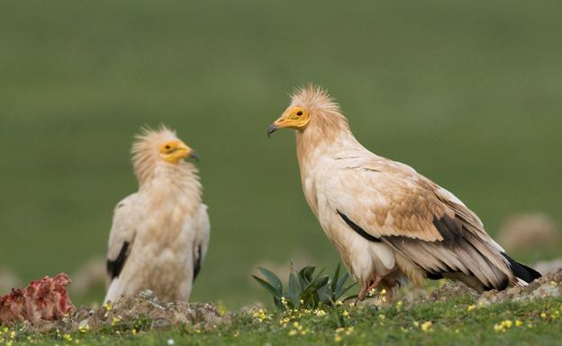 Ejemplares adultos de alimoche, especie seriamente afectada por los tenidos eléctricos: HOY