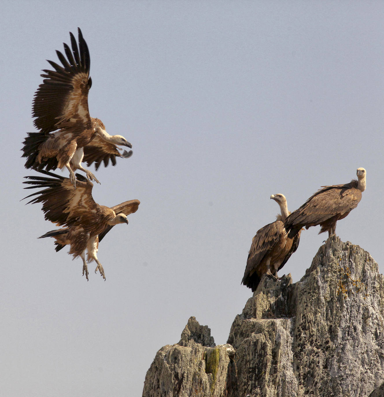 Buitres leonados en el Salto del Gitano.