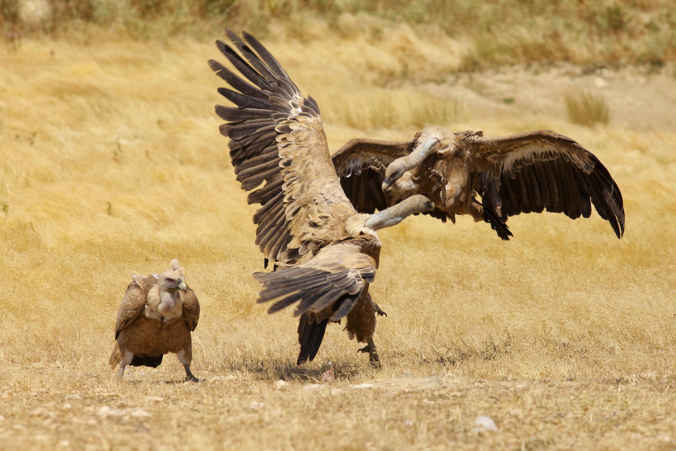 Buitres leonados en el Salto del Gitano.