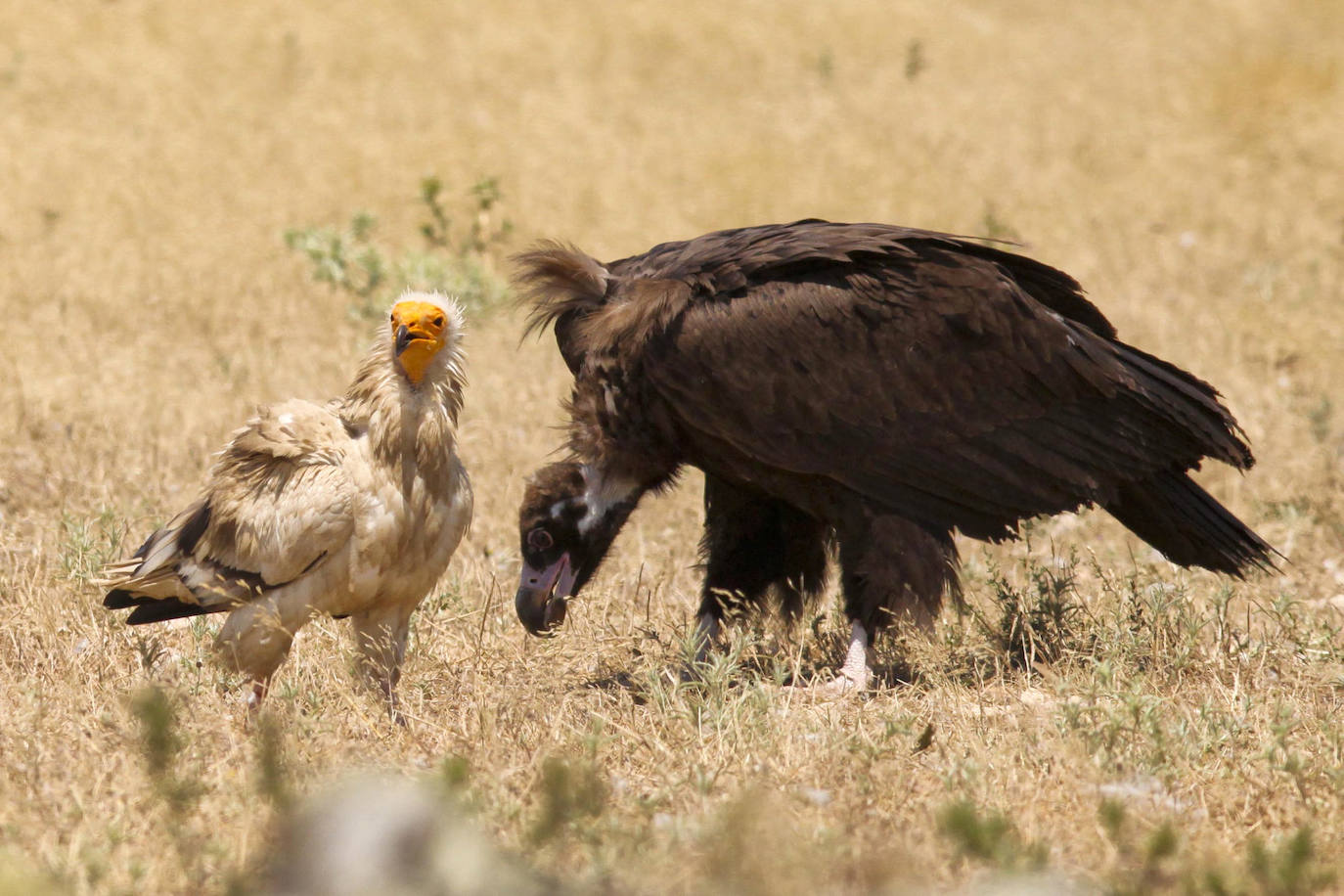 Buitres leonados en el Salto del Gitano.