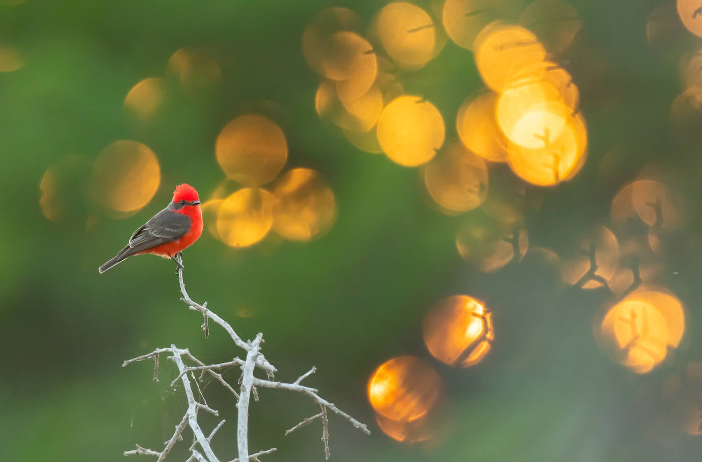 Fotos: El concurso fotográfico de FIO anuncia sus ganadores