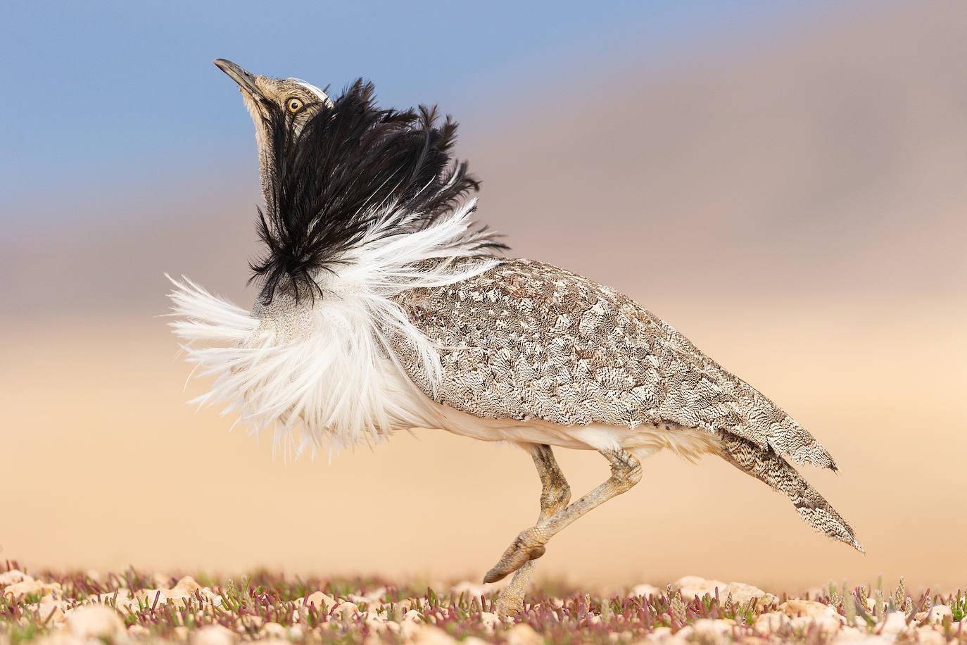Fotos: El concurso fotográfico de FIO anuncia sus ganadores