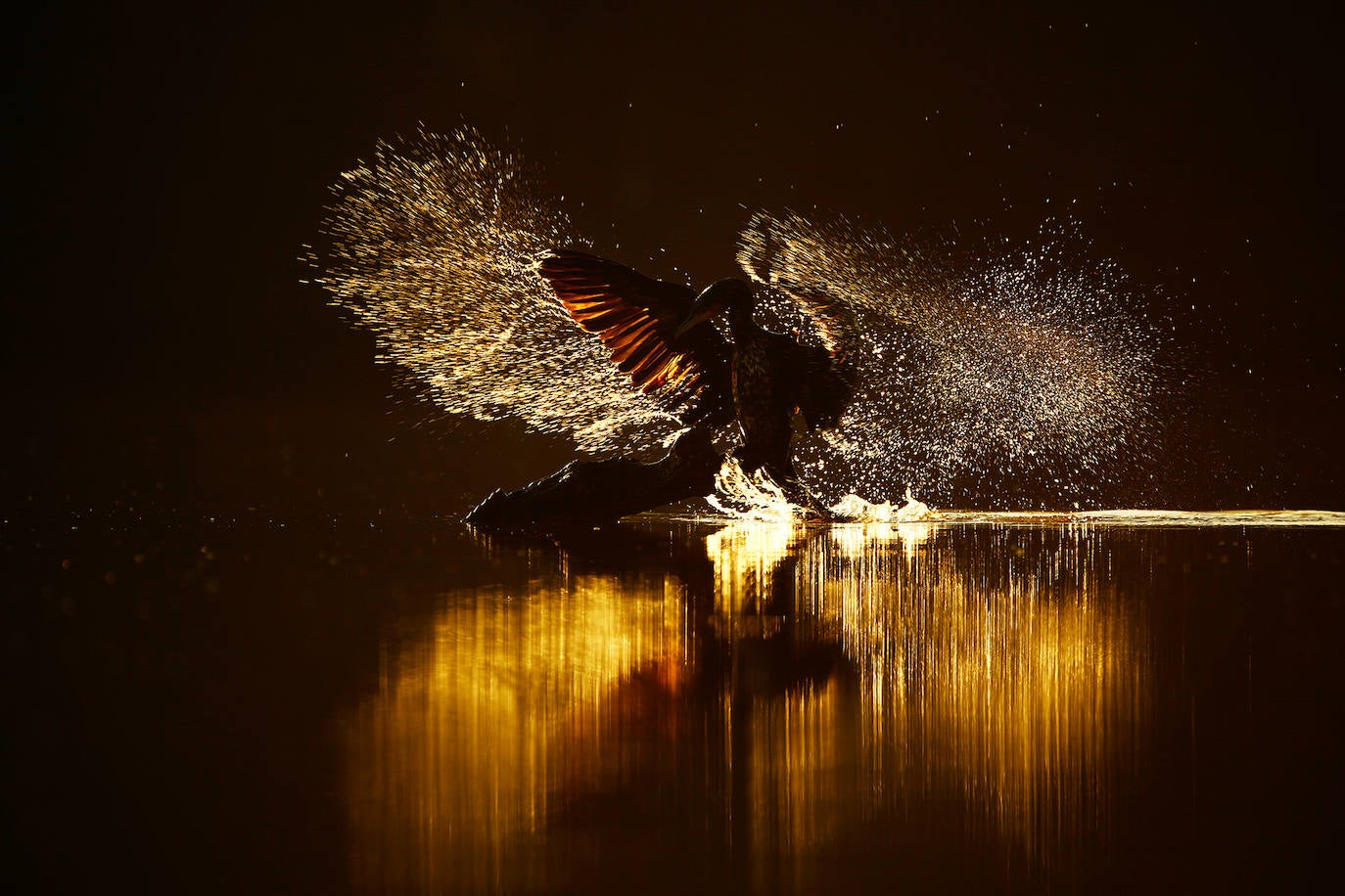 Fotos: El concurso fotográfico de FIO anuncia sus ganadores