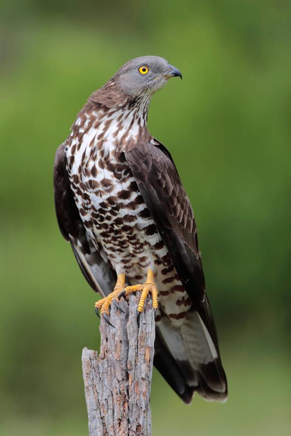 Fotos: El concurso fotográfico de FIO anuncia sus ganadores