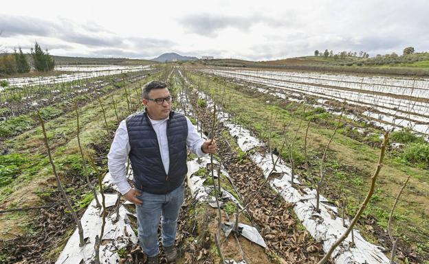 Pedro Tejada, encargado de lso viveros Nogalnature, en uno de los terrenos donde crecen los esquejes que comercializan. 