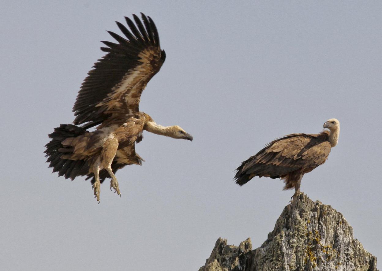 Buitres leonados en el Salto del Gitano. lorenzo cordero