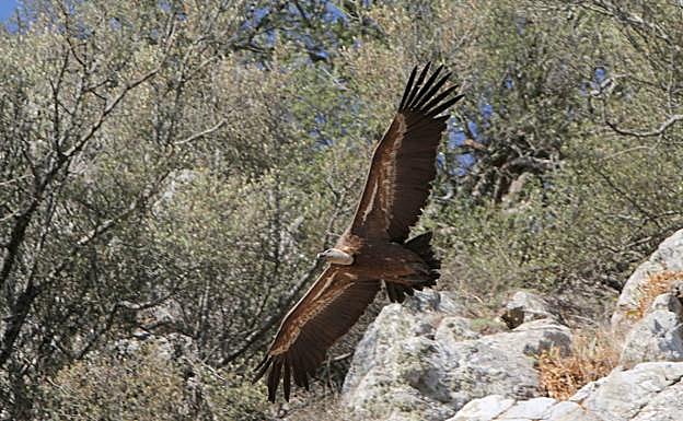 El buitre leonado, el ave de Monfragüe por excelencia. HOY