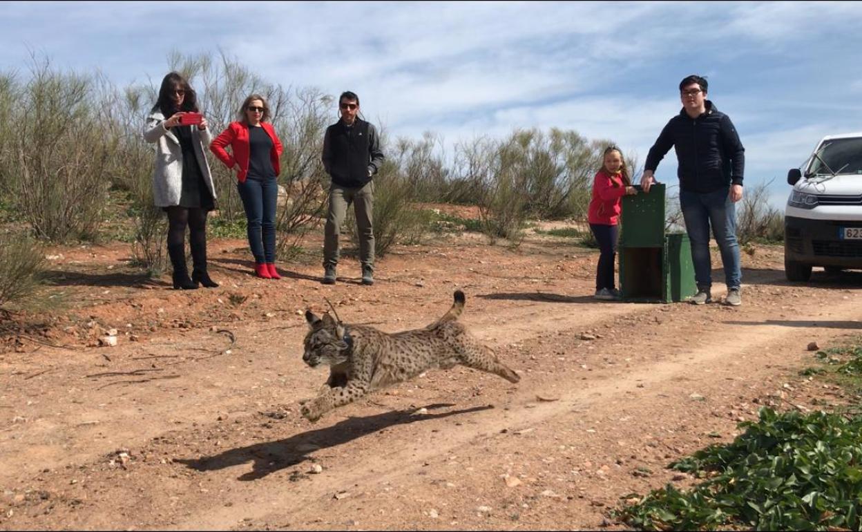 Puesta en libertad de la hembra 'Quejumbre'.