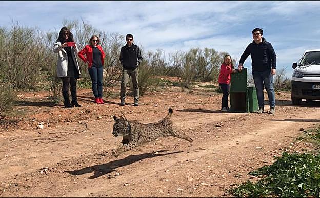 La hembra 'Quejumbre' estrena las reintroducciones de lince esta temporada en Extremadura