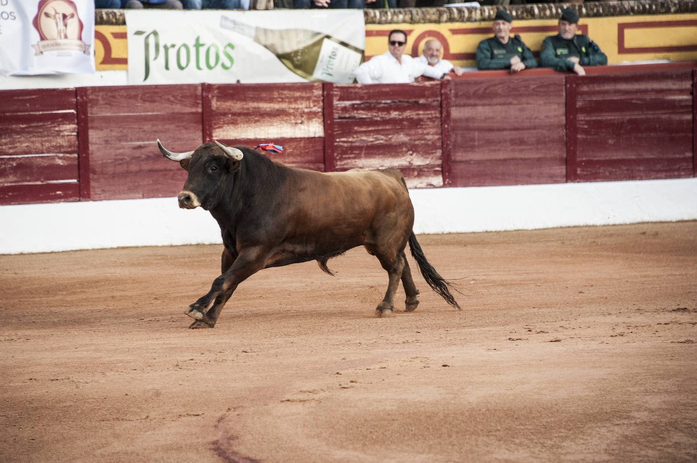 Fotos: Novillada, primera de abono de la Feria de Olivenza