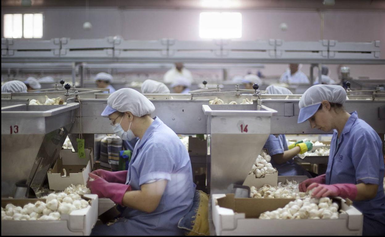 Una empleada trabajando en una cooperativa agrícola.