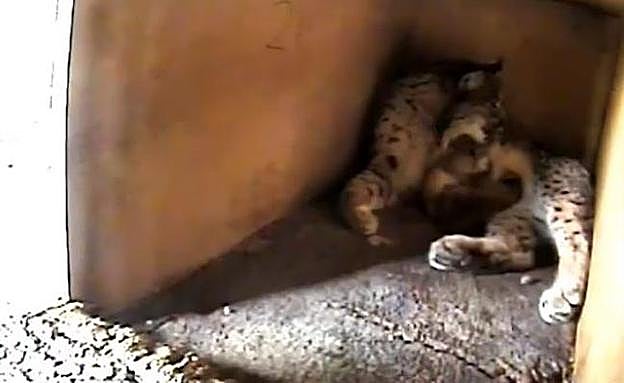 Nacen dos linces en Granadilla