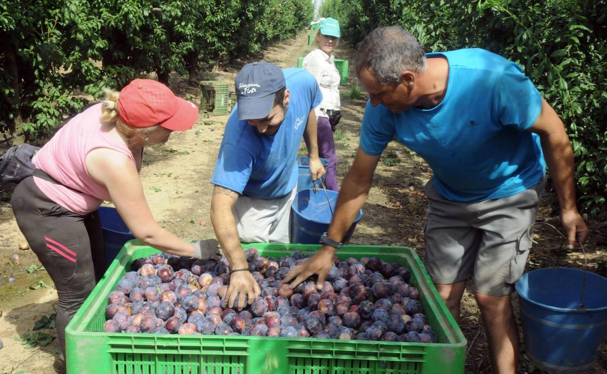 Agricultura propone contratar parados ante la falta de mano de obra en el campo