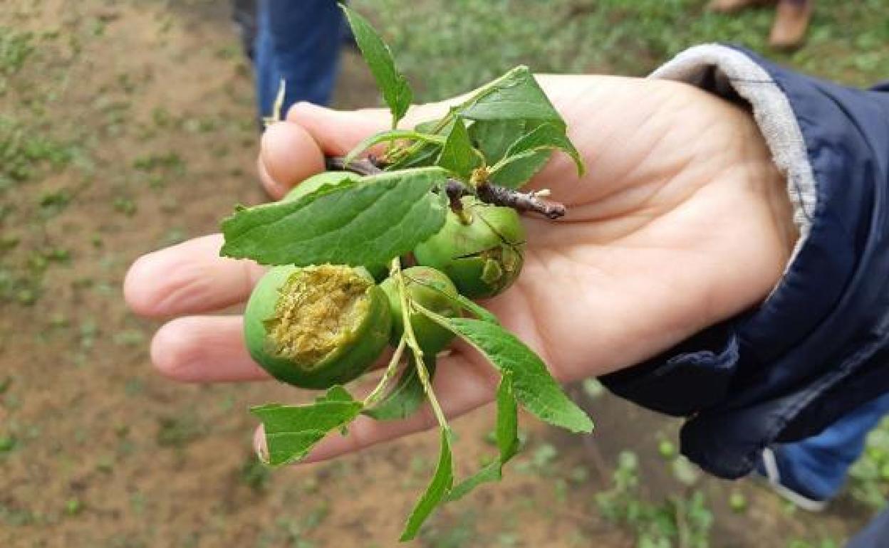 Agroseguro visitará esta semana parcelas extremeñas afectadas por las tormentas