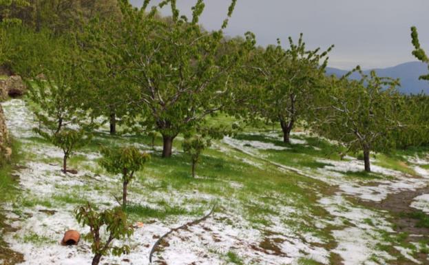 Imagen de una finca de cerezos en Navaconcejo. En el vídeo, tormenta en el municipio cacereño. 
