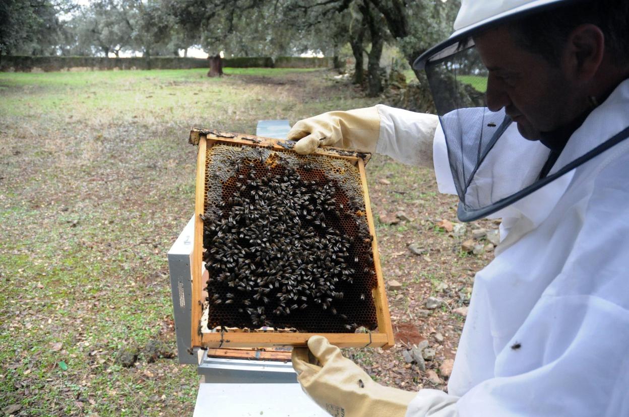 Se busca mejorar la calidad de los productos para que se posicionen mejor en los mercados. 