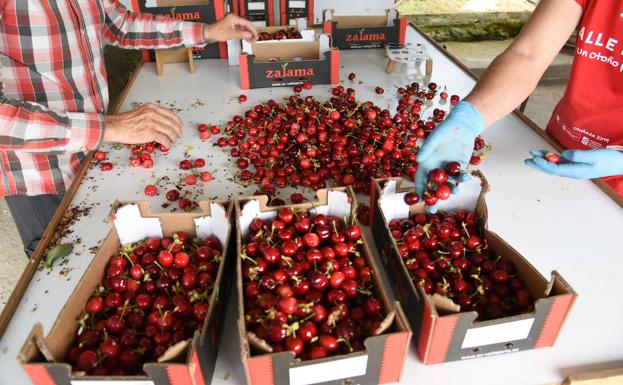 La Agrupación de Cooperativas, con su marca Zalama, copa el 65% de la cereza extremeña. 