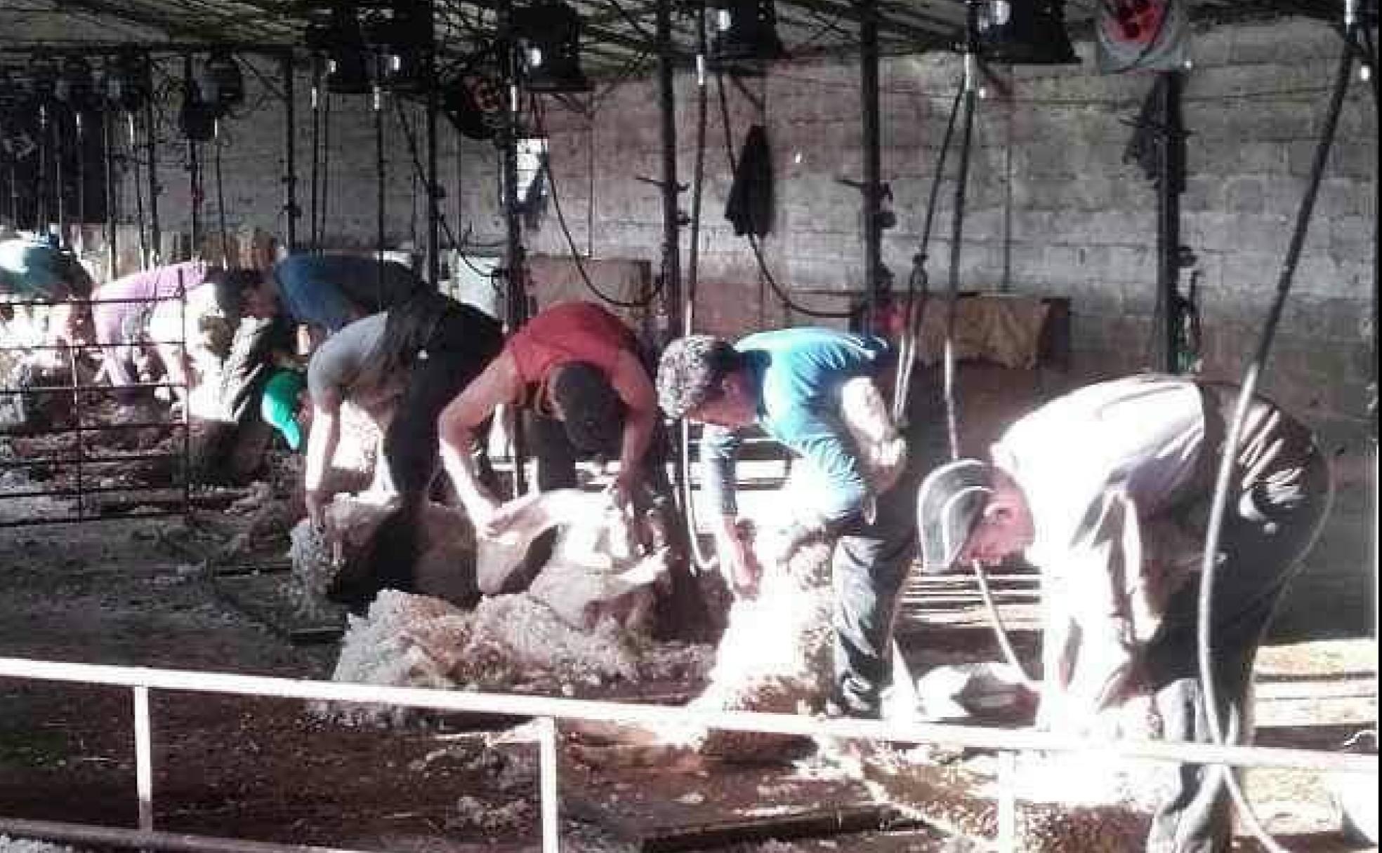 Esquiladores uruguayos trabajan en Alburquerque.