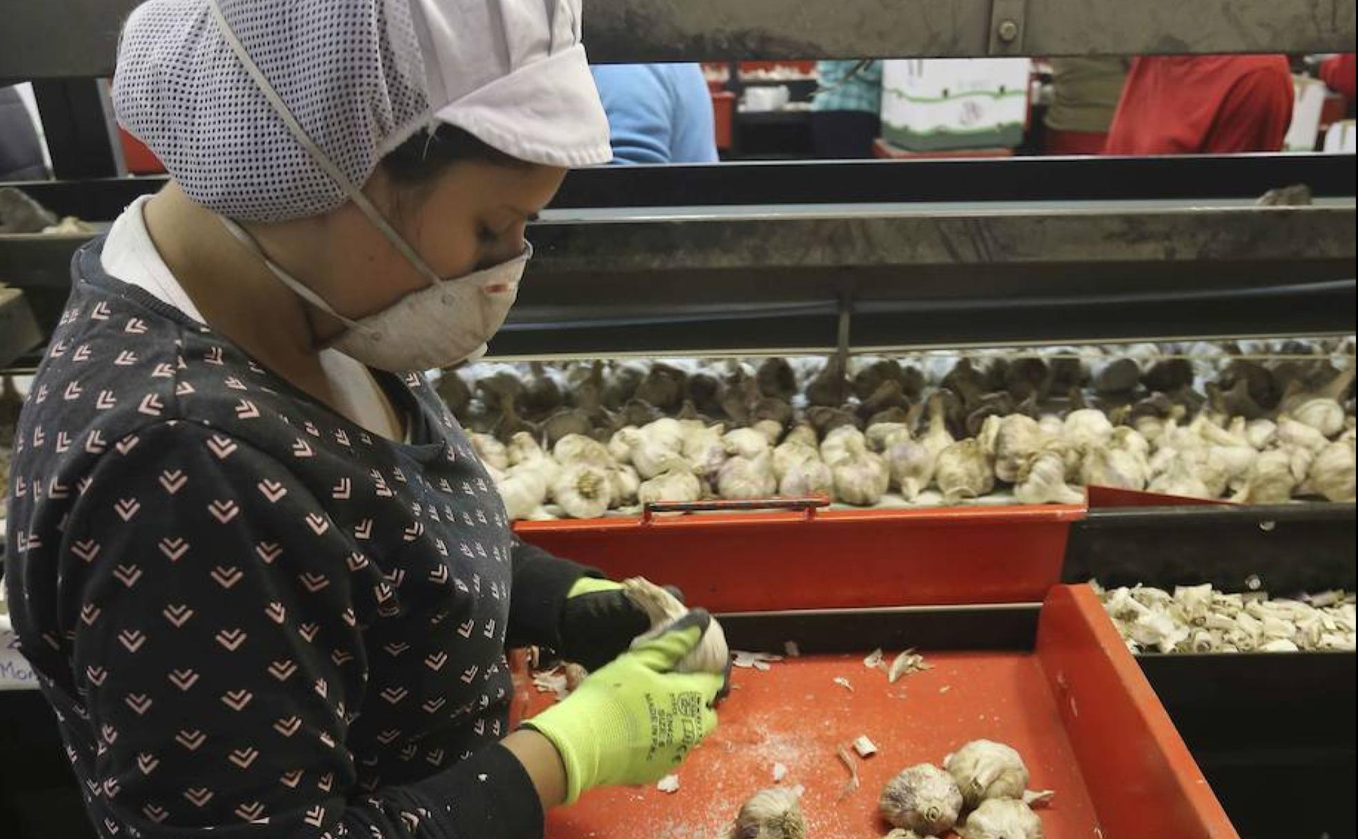 Trabajadoras de la Cooperativa Extremeña de Ajos. 