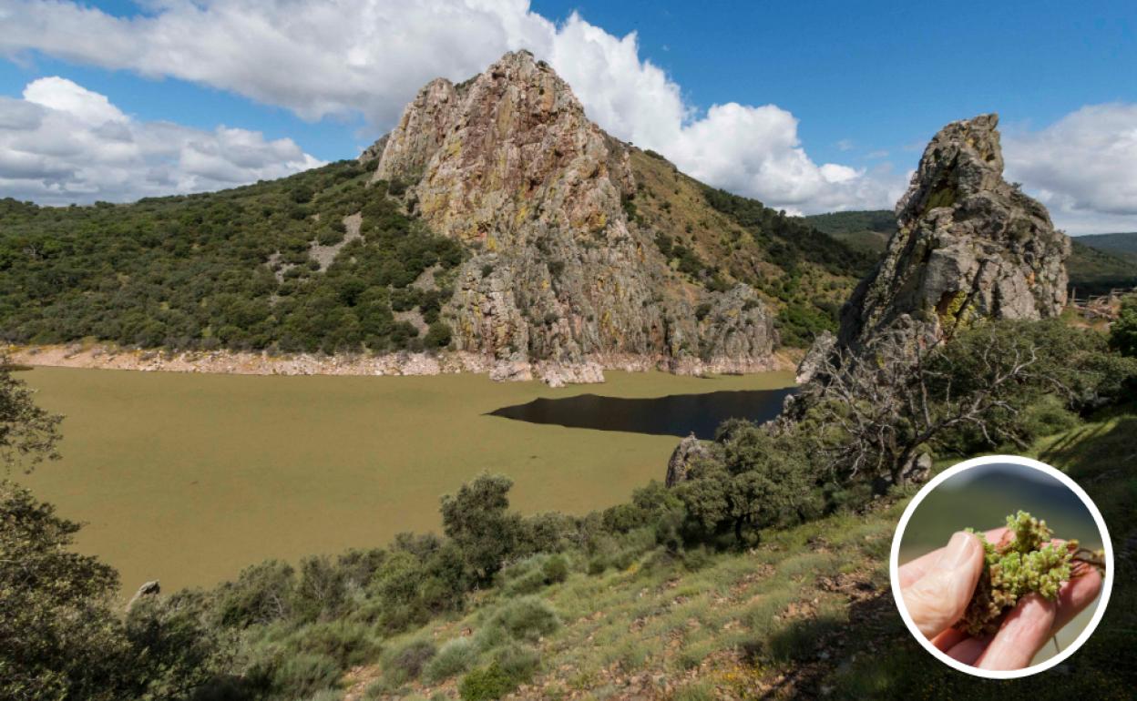 En el Salto del Gitano y en sus proximidades hay tramos del río en los que la 'Azolla filiculoides' ocupa todo el ancho del cauce.