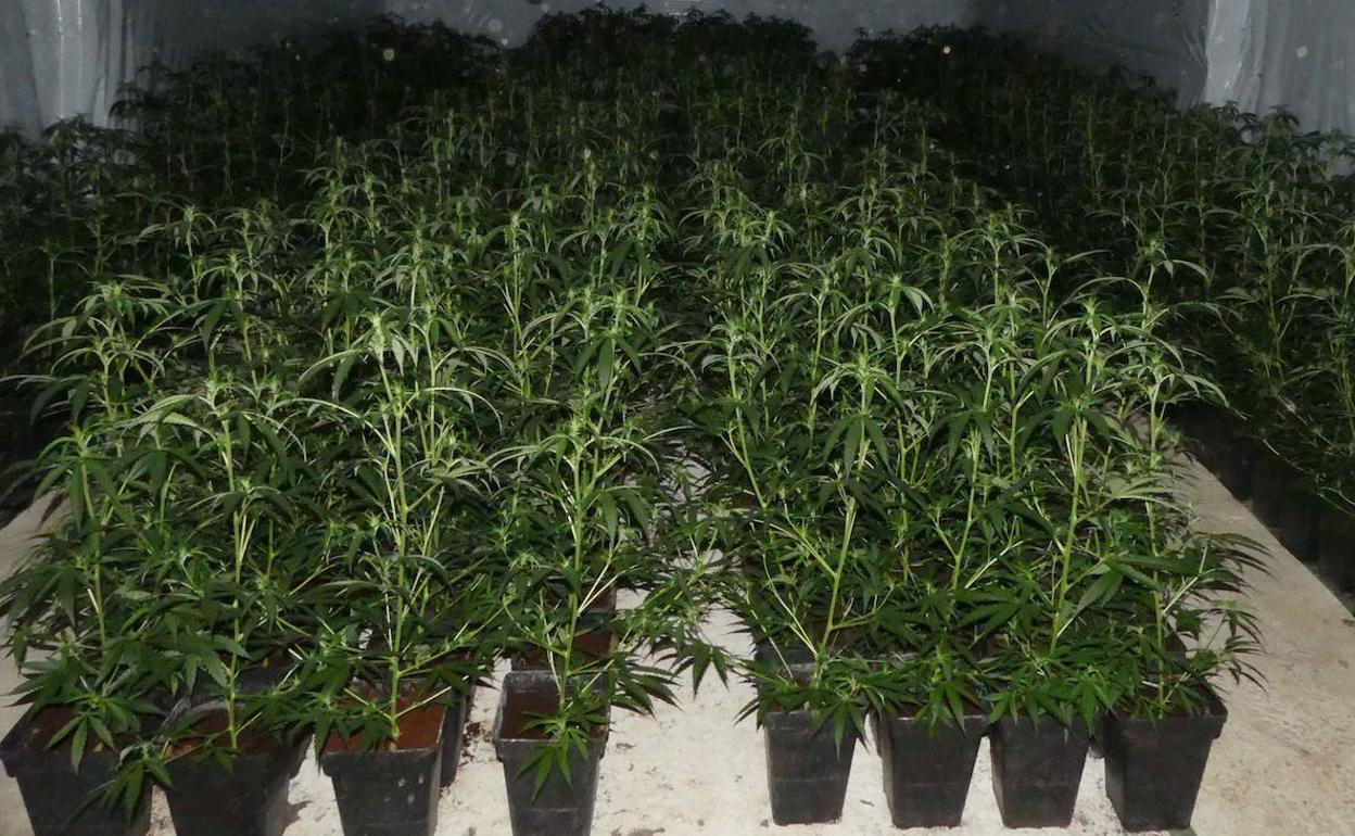 Tres detenidos por cultivar 1.500 plantas de marihuana en una nave de Villanueva 