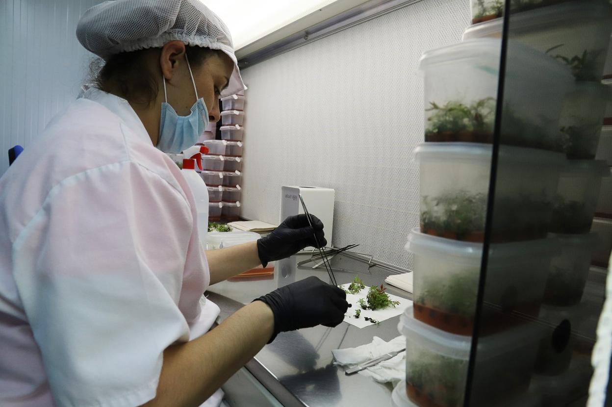 Laboratorio. Los trabajos se realizan en laboratorios de cultivo in vitro. 