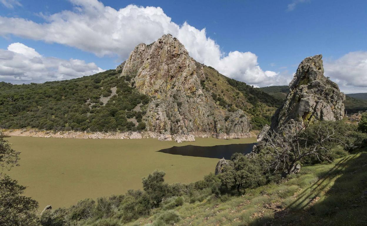 El Tajo, colmado de helecho de agua, pasa junto al Salto del Gitano, en Monfragüe, el pasado 13 de mayo. 