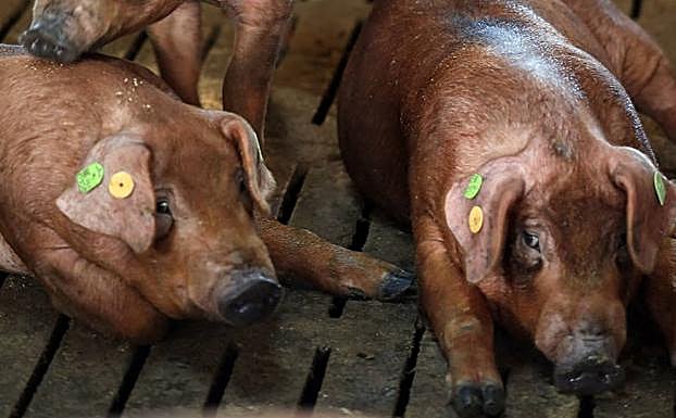 Ejemplares de duroc en el centro de recría de porcino de Iberpex en Trujillanos. 