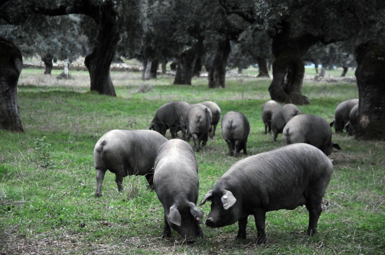 Cerdos ibéricos en una finca de Salvatierra de los Barros. 